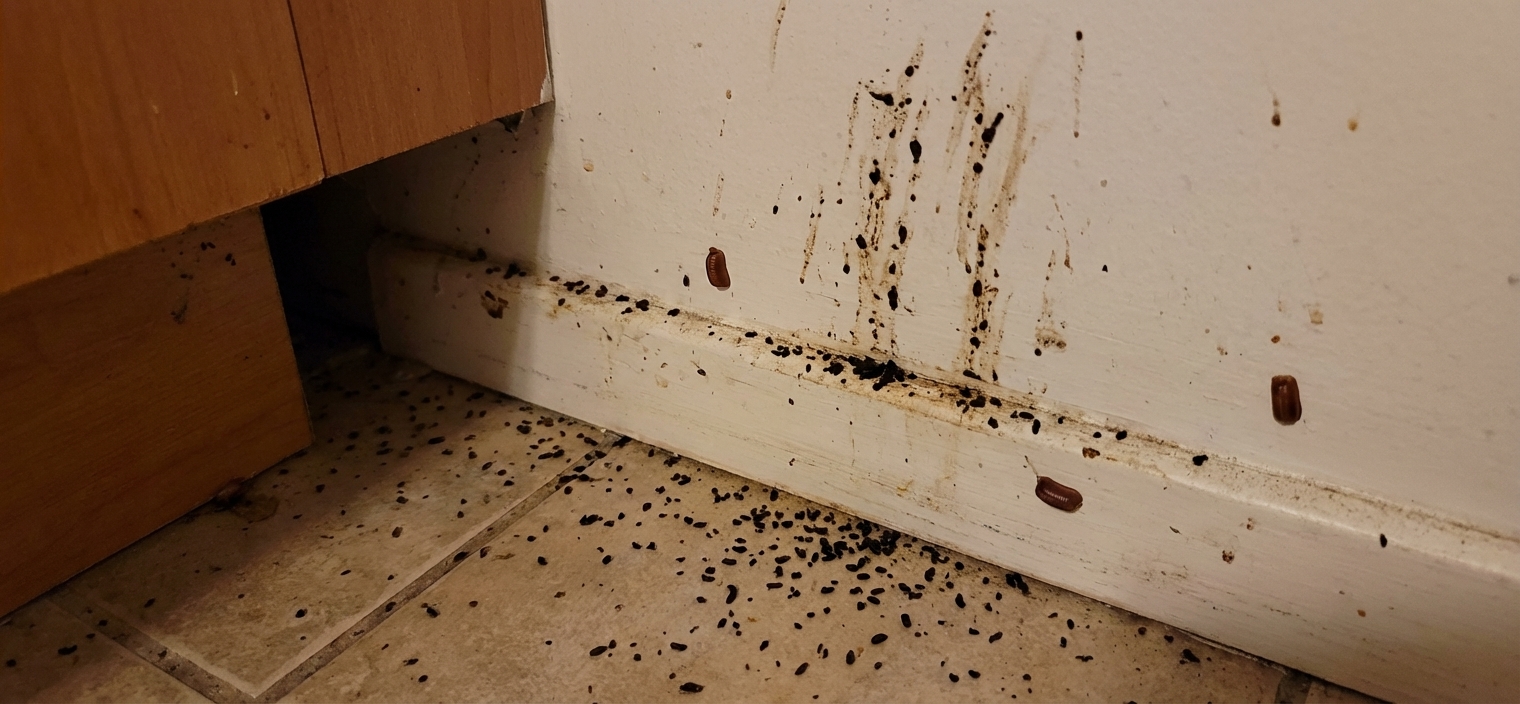 Signes d'infestation cafards