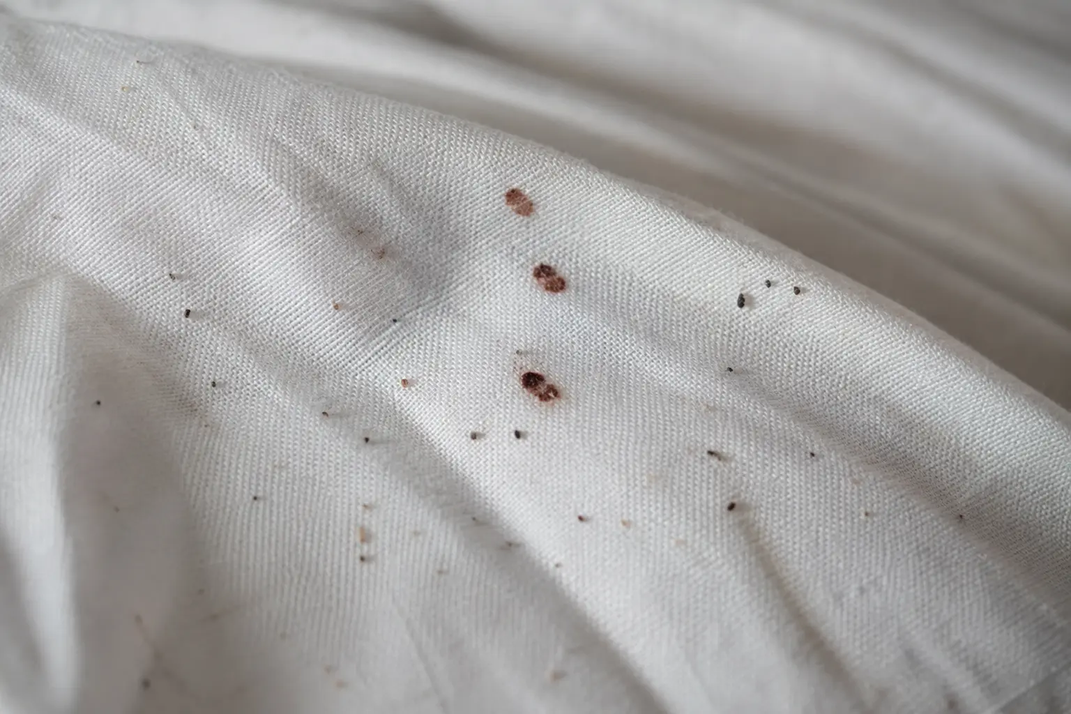 Traces de punaises de lit sur un drap blanc